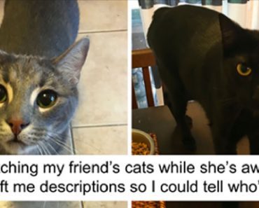 Loving Pet Owner Leaves Her Cat-Sitter A Hilarious Note