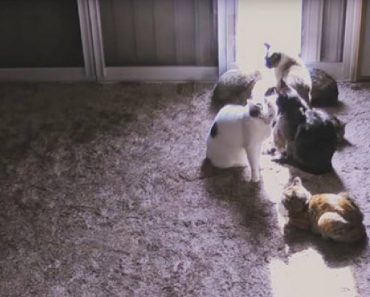 Cats Hilariously Soak Up The Sun, No Matter Where It Is In The House…