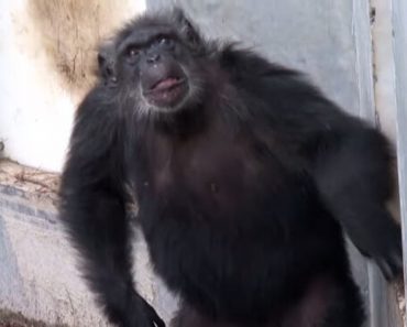 The Moment This Chimpanzee Sees The Blue Sky For The Very First Time Is Truly Touching