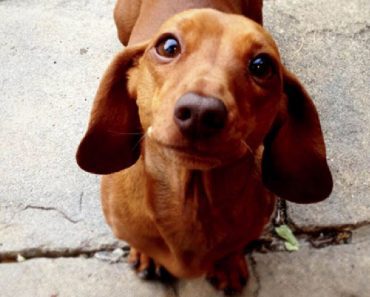 Little Dachshund Is A Hero After Saving Two Children From A Bear Attack