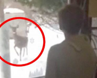 Roaming Deer Notices A Woman Inside Her House, And His Response Is Fascinating…