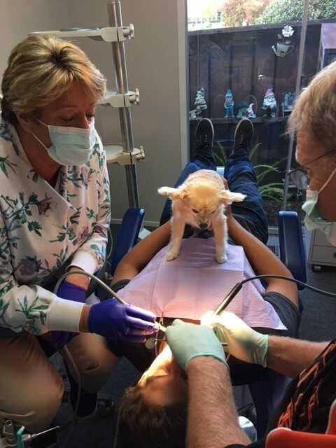 dog dental therapy
