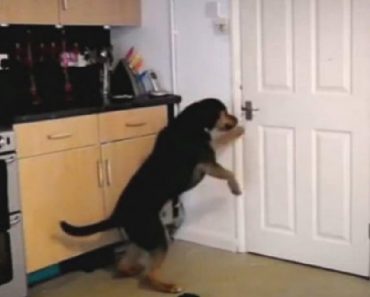 Owner Is Brought To Tears When She Sees What Her Dog Does After She Leaves Home Each Day