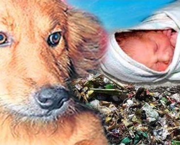 Dog Rescues Newborn Baby From A Trash Pile