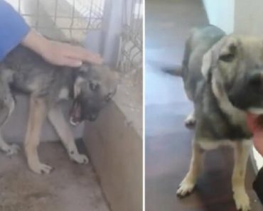 Scared Dog Screamed While Being Stroked, Now Loves Humans