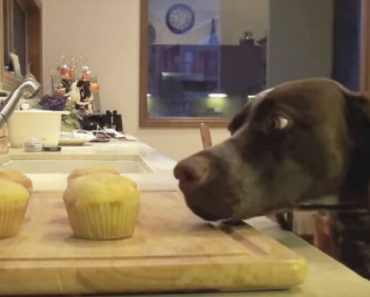 Hidden Camera Busted The Sneaky Cupcake Thief