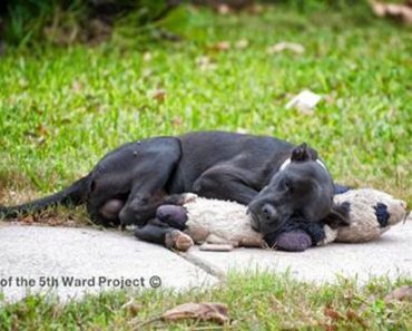 Homeless Dog Latches Onto A Discarded Toy For Companionship