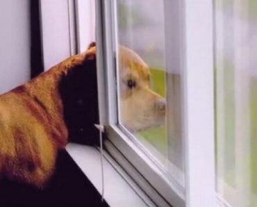 Ever Seen A Dog Waiting All Day For His Owner To Come Home? The Reason Why May Surprise You.