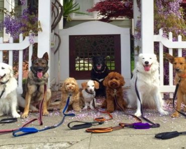 Dog-Walker Has The Most Clever Way To Make Owners Feel Safe While They Are Away…