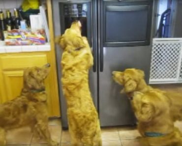 She Wondered Why She Never Had Any Ice. Then She Caught Her Puppies Doing This…