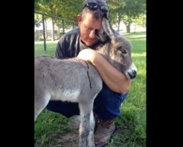 Look Very Closely At How An 8-Hour-Old Donkey Responds When This Woman Hugs Him…