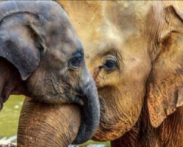 What Makes An Elephant’s Grandmother So Important