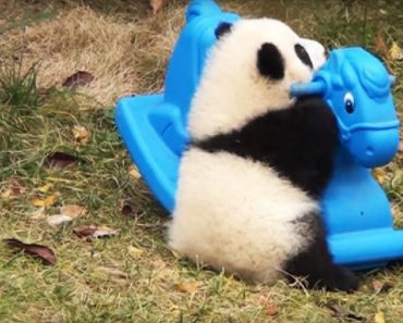 Fluffy Baby Panda Tests Out His New Toy, But Look Very Closely At His Adorable Reaction…