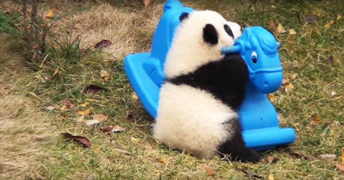 fluffy baby panda