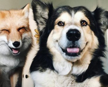 Fox And Dog Are The Best Of Friends, But You Have To See Them Together For Yourself…