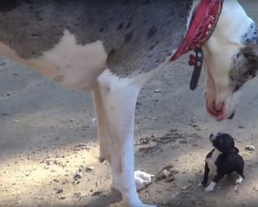 When A Tiny Chihuahua Meets A Great Dane, It Is Love At First Sight