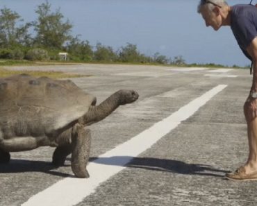 He Interrupts A Tortoise And His Girlfriend Having Private Time And The Result Will Leave You Laughing