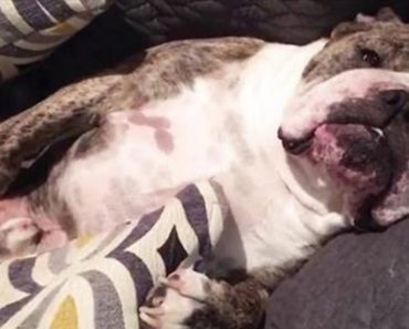 Lazy Bulldog Refuses To Go Outside, Tells His Owners In Hilarious Fashion