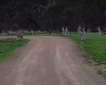 A Cyclist Is Out For A Ride When He Comes Across A Mob Of Kangaroos…