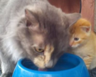 Baby Kitten Struggles With Drinking Water, So Mother Cat Demonstrates For Her