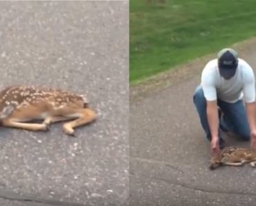 Newborn Deer Is Rescued Off The Road By Good Samaritan