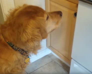 Their Picky Dog Won’t Eat Her Dry Food, So Dad Came Up With The Perfect Solution. Too Funny!