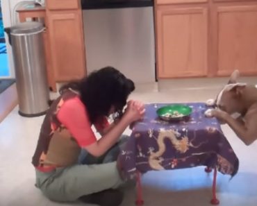 Look Very Closely At This Clever Pit Bull’s Impressive Tricks…