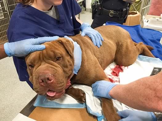 police officers rescue wounded dog