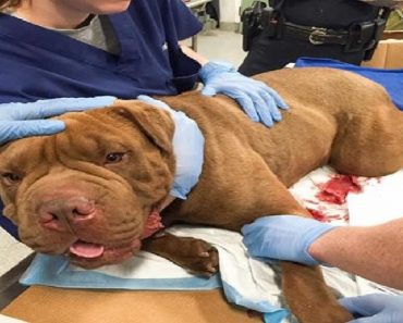 Police Officers Pay Medical Bills For Wounded Dog Who Protected Owner From A Shooter