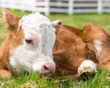 Woman Rescues Three-Day-Old Tiny Calf From The Auction