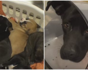 Wounded Mama Dog And Her Puppies Get A Second Chance At Life