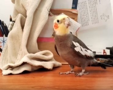 Brilliant Cockatiel Hears A Song, Memorizes It And Performs It Later