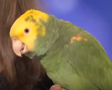 Silly Parrot Performs “Over The Rainbow”
