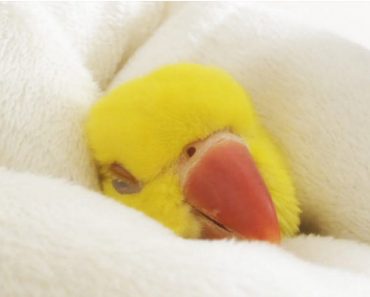 Snuggling Parrot Refuses To Wake Up, But Look Very Closely At Who Tries To Wake Him…