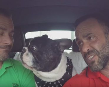 French Bulldog Is Adorably Talkative With His Owners During A Road Trip