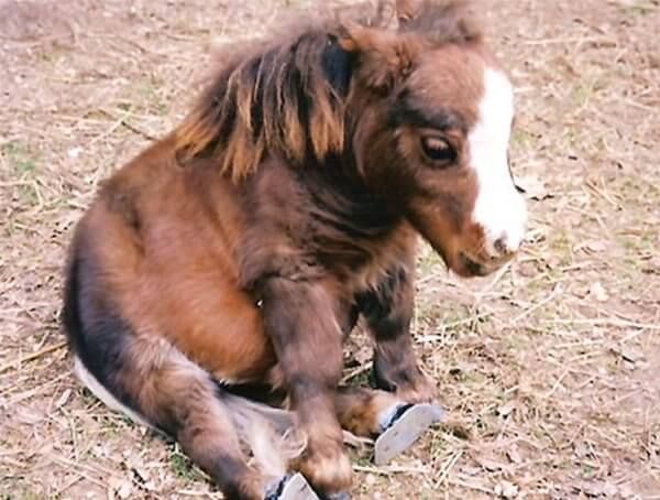 teeny tiny toy horse