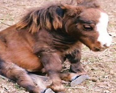 Smallest Horse In The World Brings Joy To Sick Children In Hospitals