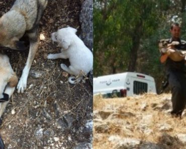 Police Officers Rescued Three Dogs Trapped By Rock, 6 Meters Under The Ground