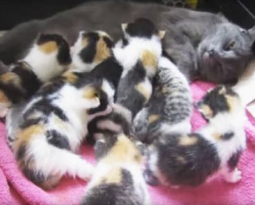 Mama Cat Had A Litter Of The Most Unique Looking Kittens