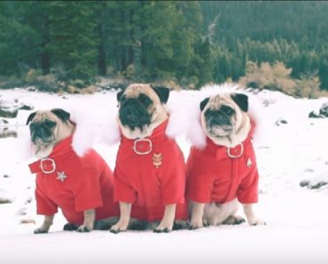 Music Duo Releases “Winter Wonderland” Video Featuring Pugs To Put You In The Holiday Spirit