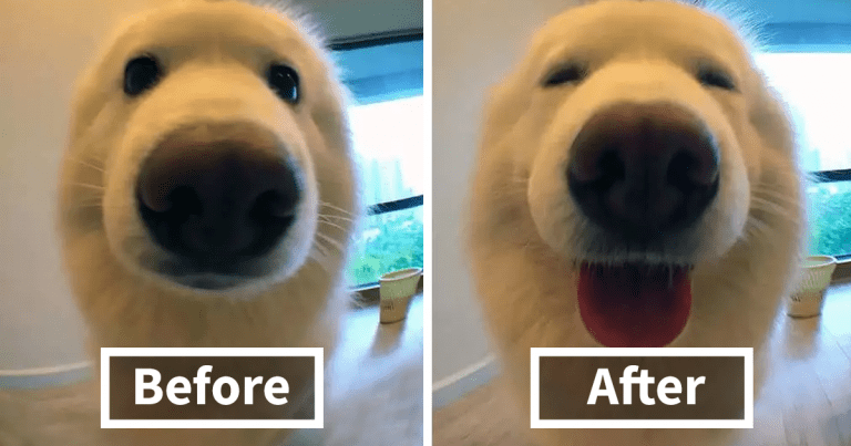 Animals before and after