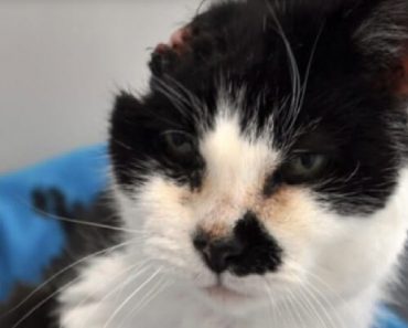 Cat With Only Half A Head Was Brought Back To Life By Her Rescuers