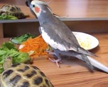Cockatiel Has Hilarious Reaction When He Notices His Turtle Buddy’s Reflection In The Mirror