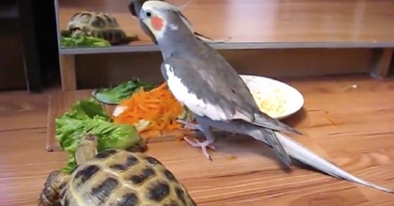 Cockatiel and turtle