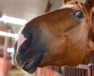 Owner Cannot Stop Laughing When His Horse Exhibits This Hilarious Behavior