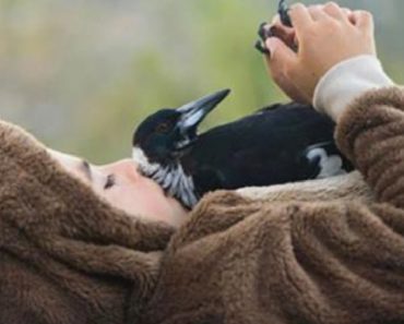 Family Saves Magpie That Fell From A Tree