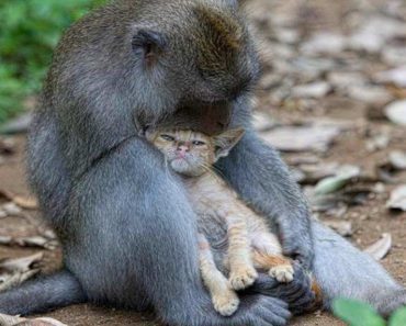 Woman Photographs Adorable Monkey And Kitten Bonding