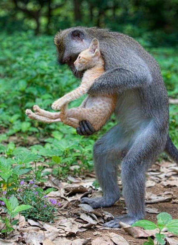 Monkey looks after kitten