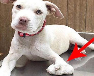 Puppy Is Dumped By Owners At The Shelter For Not Being “Perfect”