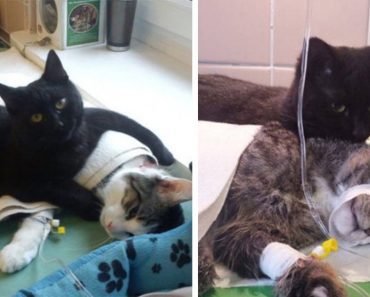 Compassionate Cat In Animal Shelter Looks After Other Sick Animals, Nursing Them Back To Health